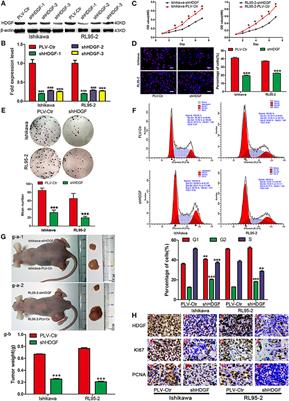 Hepatoma-Derived Growth Factor and DDX5 Promote Carcinogenesis and Progression of Endometrial Cancer by Activating β-Catenin